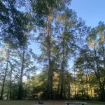 Campsite #313