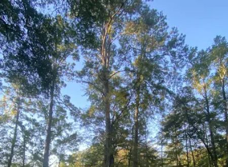Campsite #313