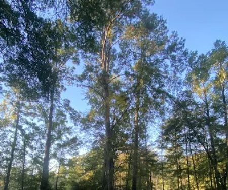 Campsite #313