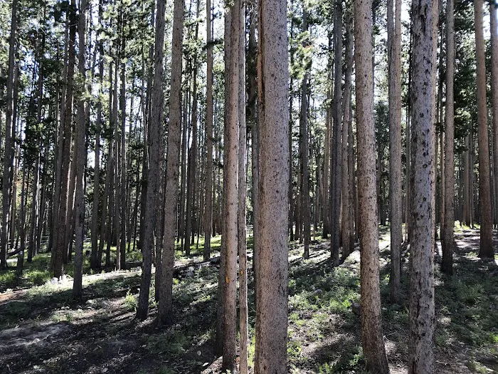 Price Creek Campground Picture 4