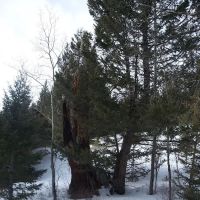 BIRCH CREEK CABIN (recgovnpsdata) ico