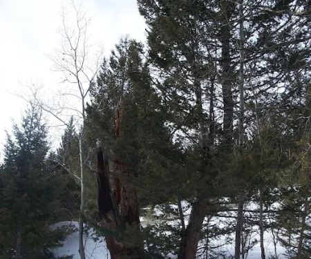 BIRCH CREEK CABIN (recgovnpsdata)