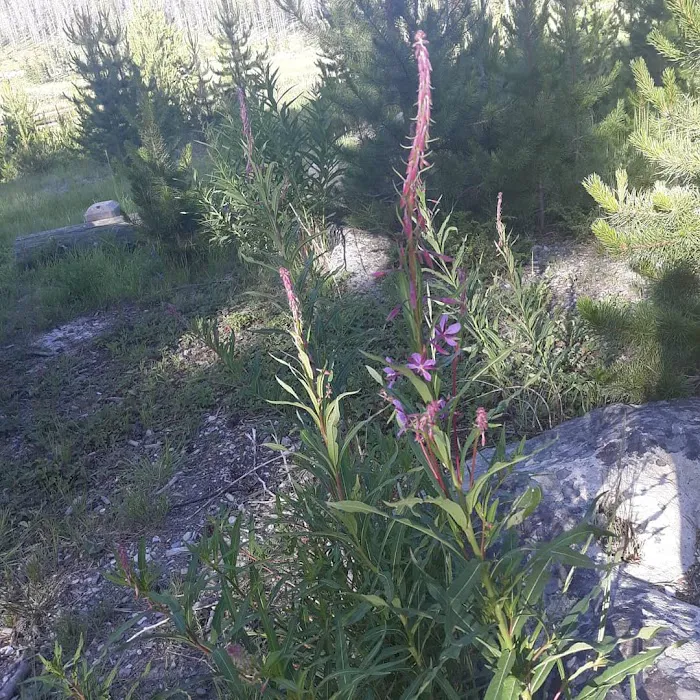 Lowland Campground Picture 7