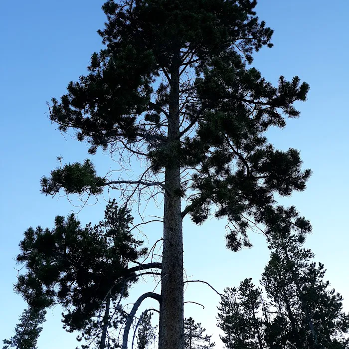 Lowland Campground Picture 8