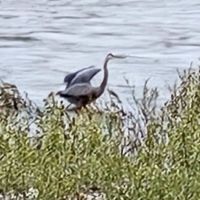 Andreas On The River RV Park ico
