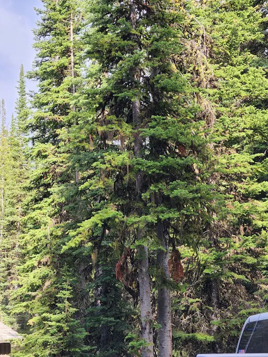 Wallace Lake Campground Picture 8