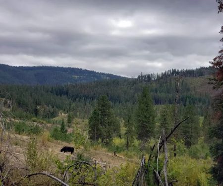 Cabin Creek Campground