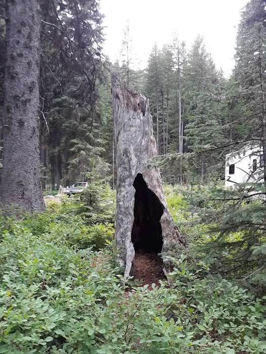 Amanita Campground Picture 2