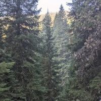 Turkey Flat Forest Camp ico
