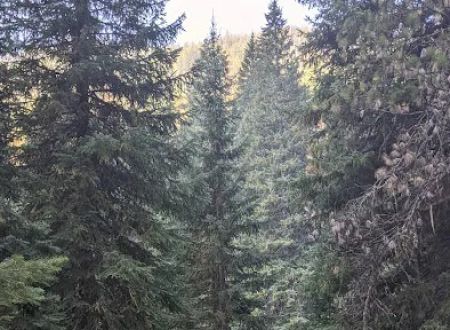 Turkey Flat Forest Camp