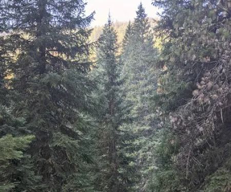 Turkey Flat Forest Camp