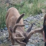 Wallowa Lake State Park - E loop