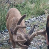 Wallowa Lake State Park - E loop ico