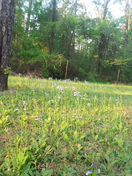 Boles Field Campground - Sabine National Forest Picture 6