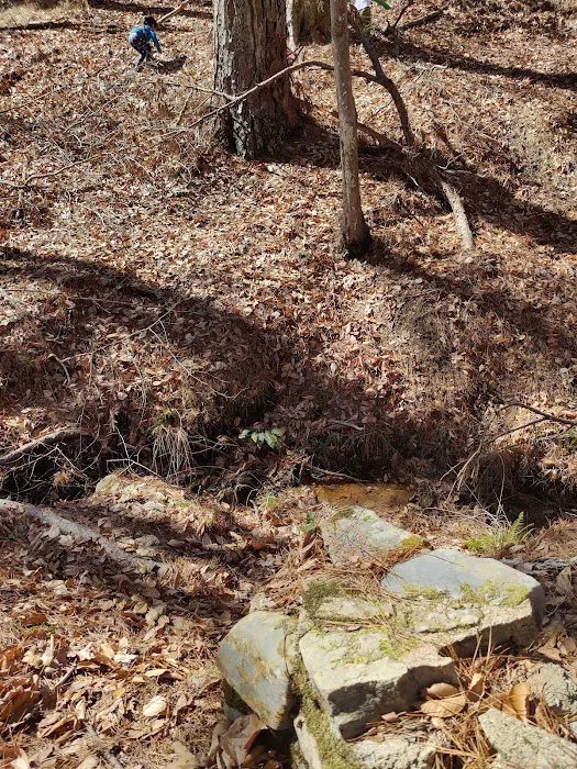 Boles Field Campground - Sabine National Forest Picture 4