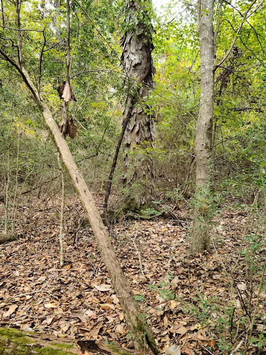 Magnolia Ridge Park Campground Picture 9