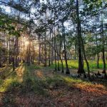 Magnolia Ridge