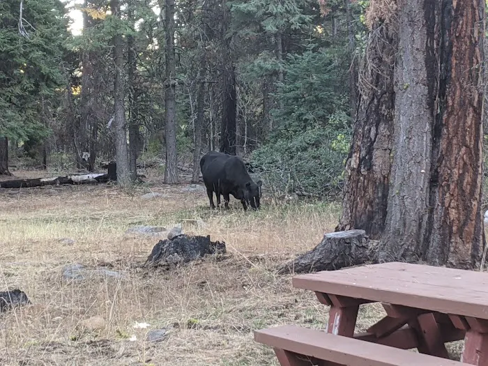 Twin Springs Forest Camp Picture 1