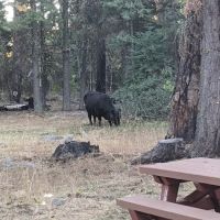 Twin Springs Forest Camp ico