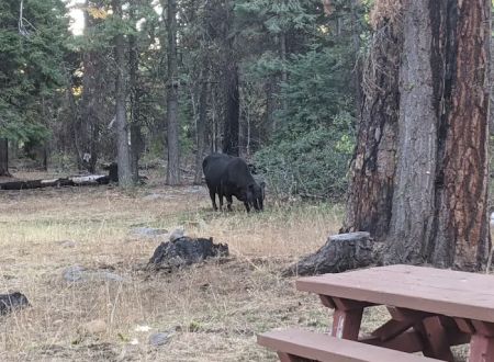 Twin Springs Forest Camp