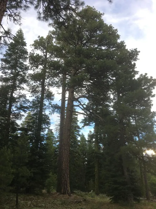 Twin Springs Forest Camp Picture 5