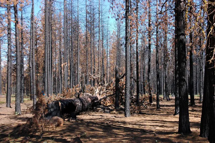Jane's Reservoir Campground Picture 5