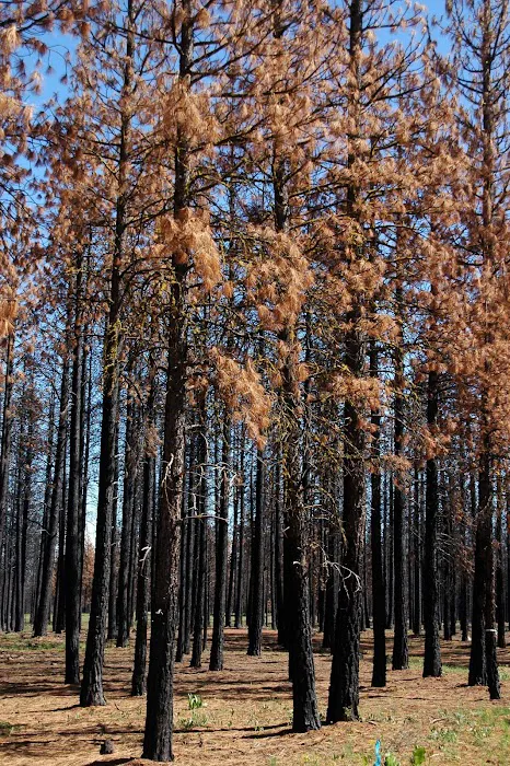 Jane's Reservoir Campground Picture 9