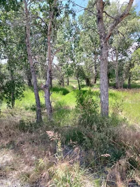 Lowry Bridge Campground Picture 1