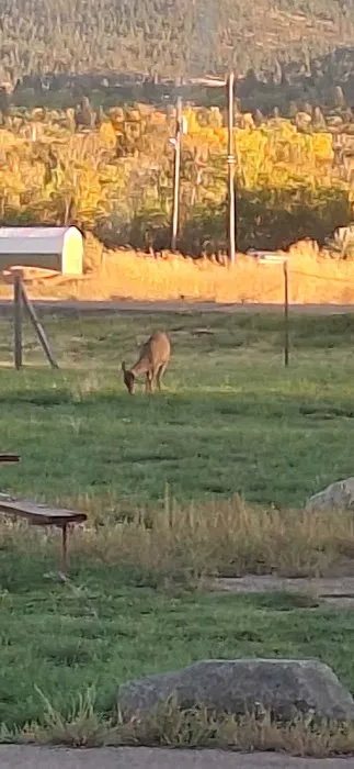 Lewis & Clark County Fairgrounds Campground Picture 8
