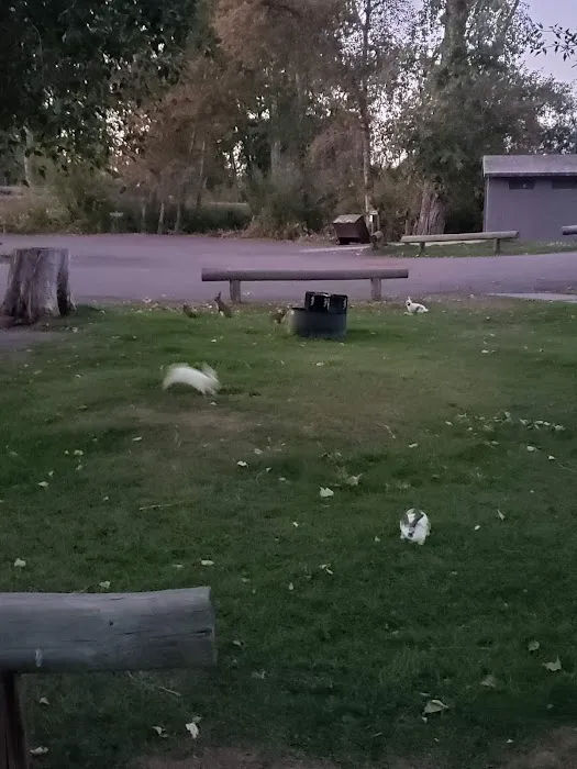 Shoup Bridge Campground Picture 6