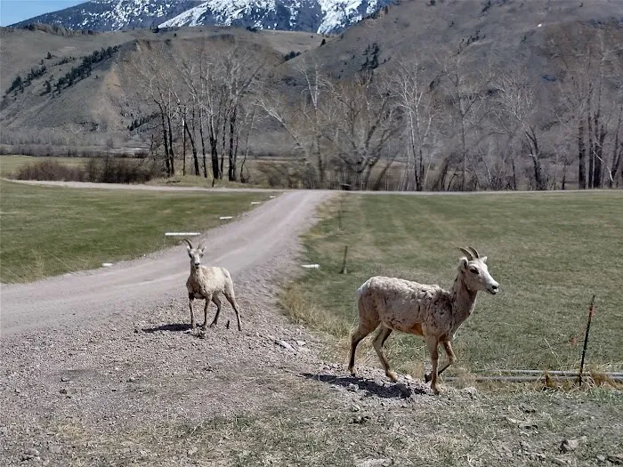 Shoup Bridge Campground Picture 4