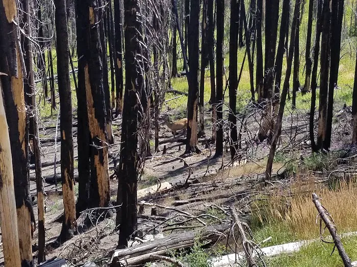 Bear Valley Campground Picture 7