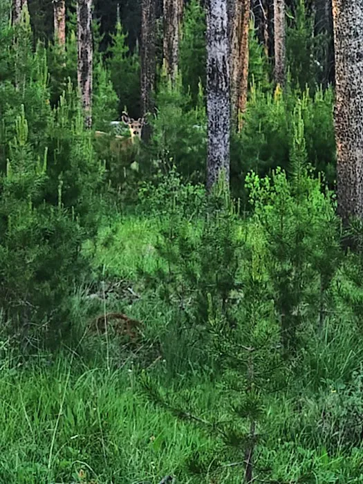 Bear Valley Campground Picture 3