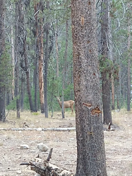 Bear Valley Campground Picture 9