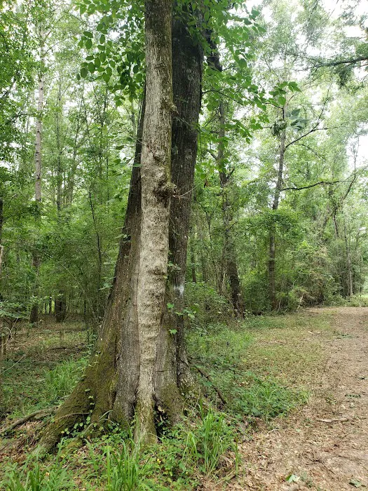 Wagner Springs Picture 3