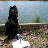 Thomson Lake Recreation Park ico