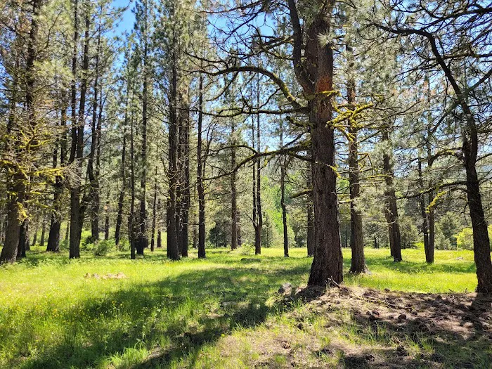 Lassen Creek Campground Picture 4