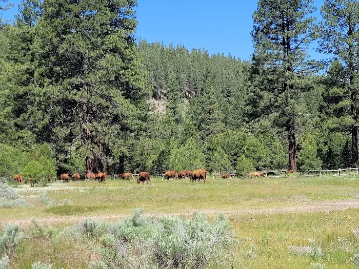Lassen Creek Campground Picture 5