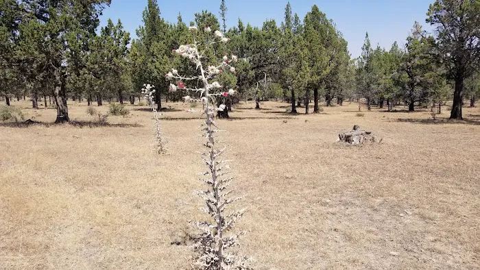 Reservoir C Campground Picture 5