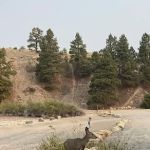 Chinaman Gulch