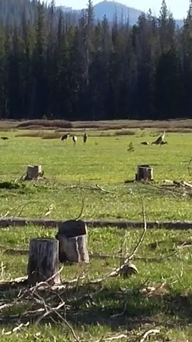 Bench Creek Campground Picture 4