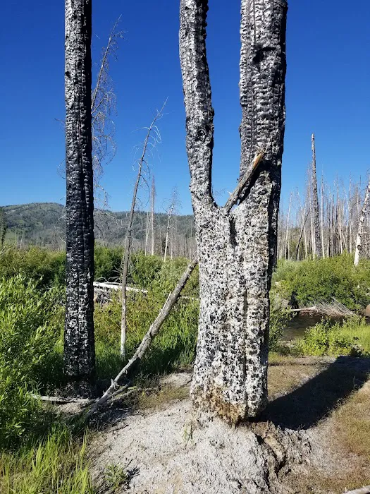 Elk Creek Campground (Sawtooth NF) Picture 6