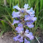 Elk Creek Campground (Sawtooth NF)