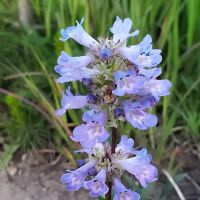 Elk Creek Campground (Sawtooth NF) ico