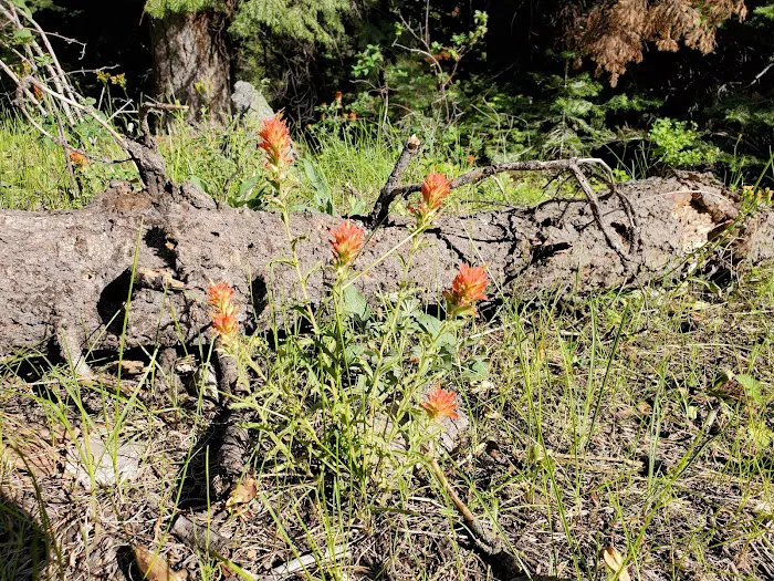 Stough Reservoir Campground Picture 7