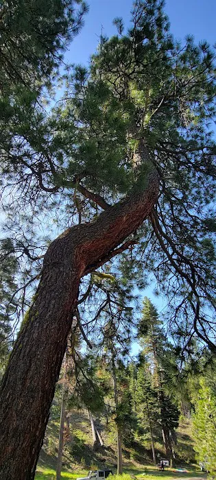 Cedar Pass Campground Picture 8