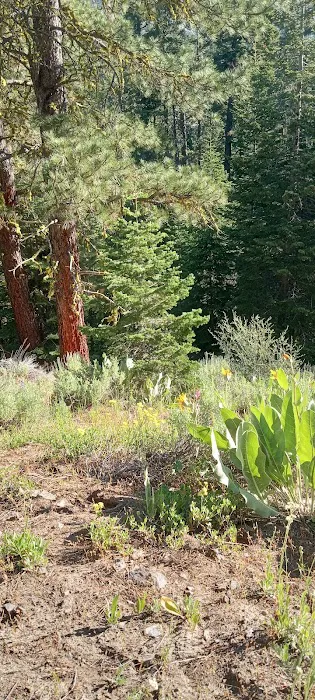 Cedar Creek Upper Trailhead (recgovnpsdata) Picture 4