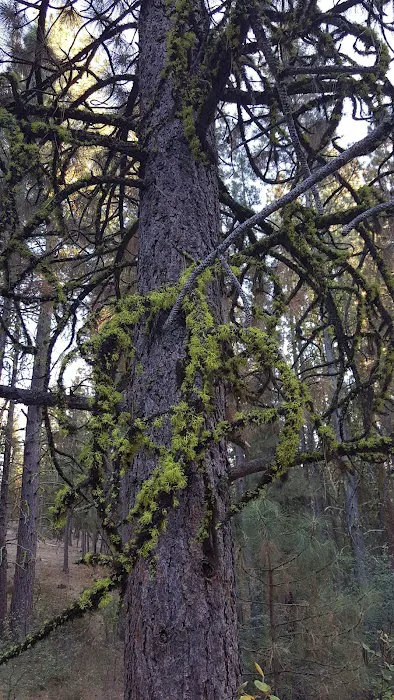 Howards Gulch Campground Picture 1