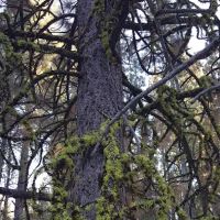 Howards Gulch Campground ico