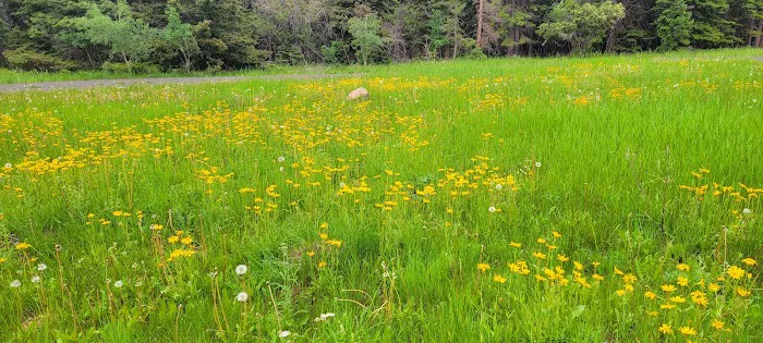 Pike Gulch Campground Picture 1